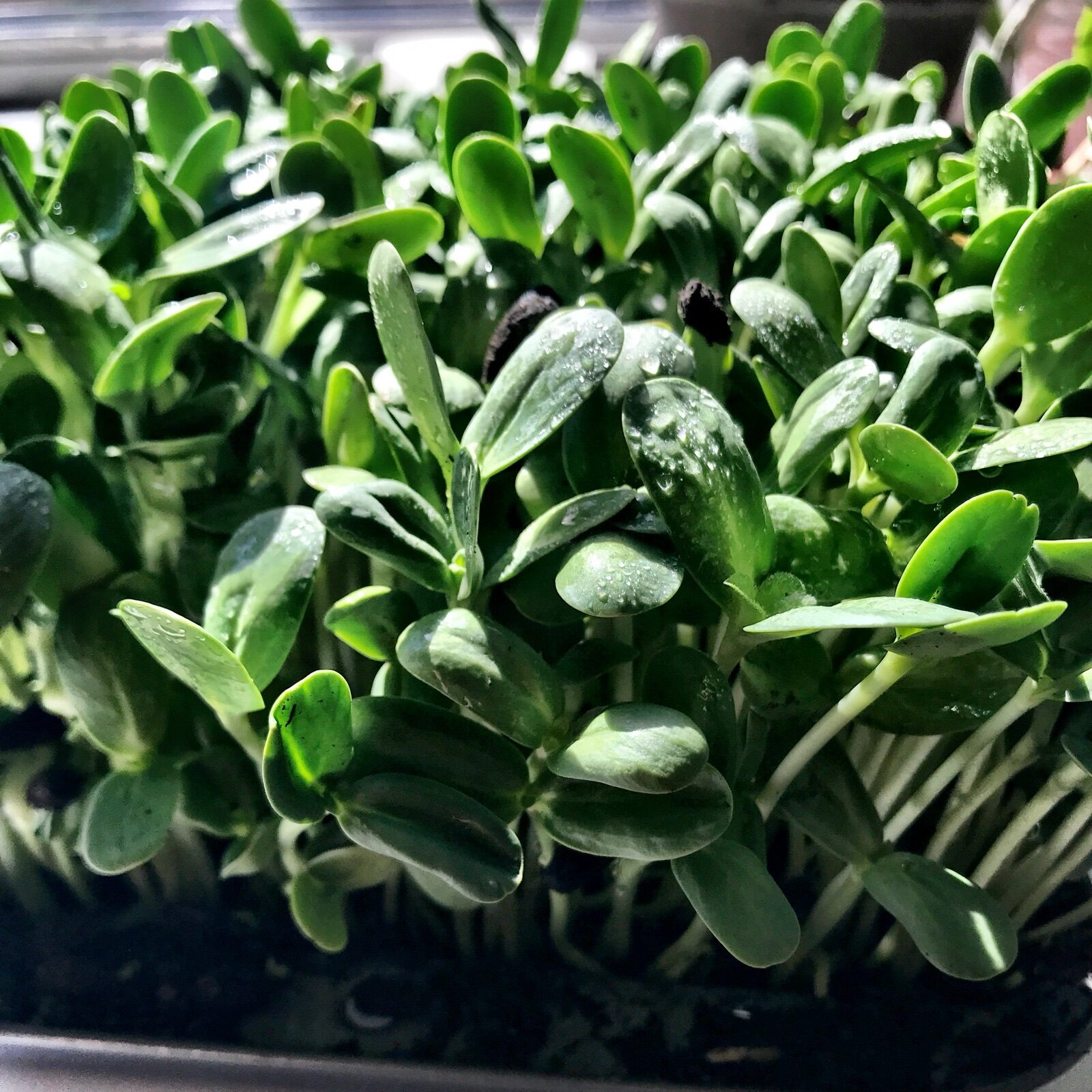 A tray of freshly grown sprouts — drawing on diverse plant sources is how you cultivate a broad, healthy gut microbiome