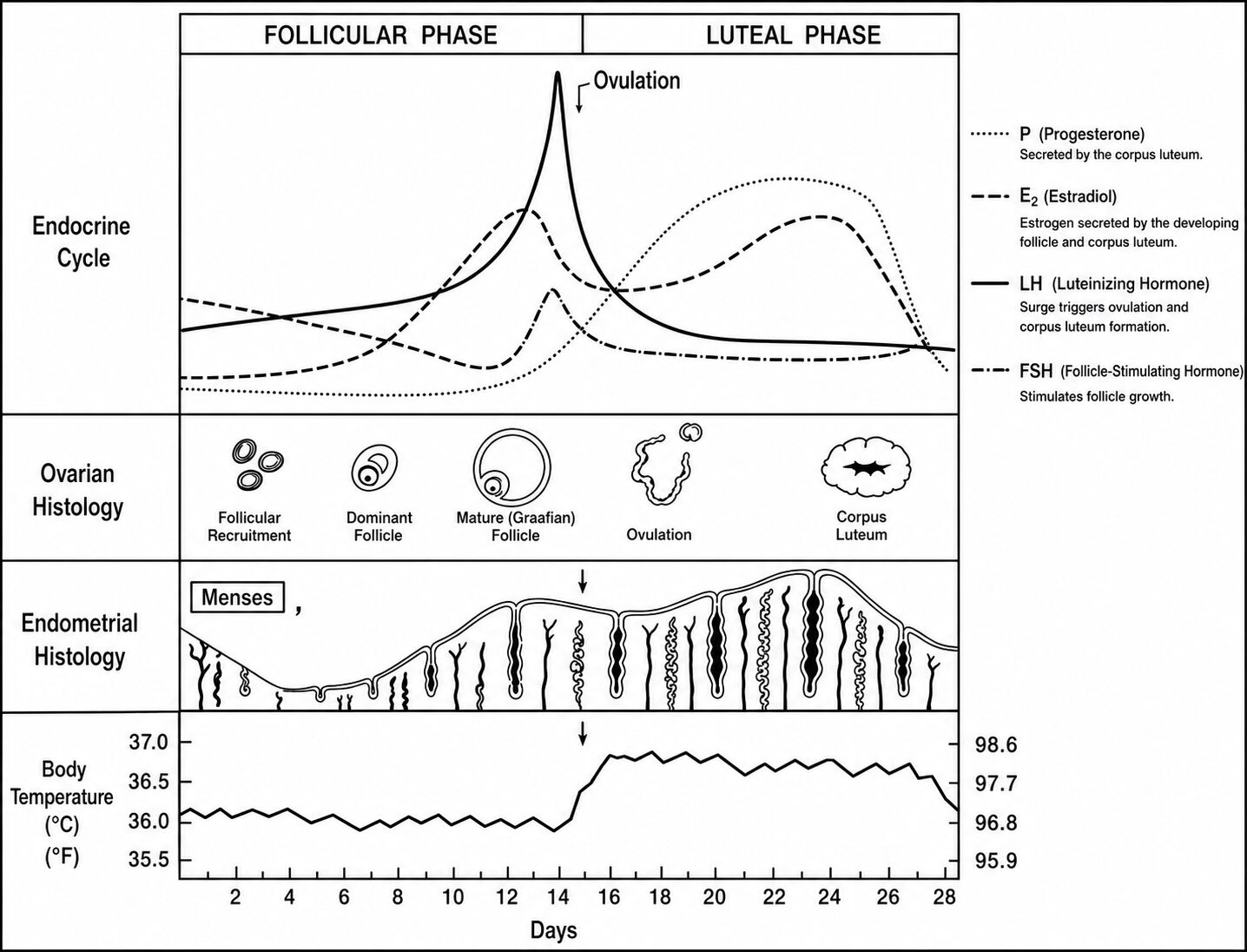 Hormonal, ovarian, endometrial, and basal body temperature changes throughout the normal menstrual cycle